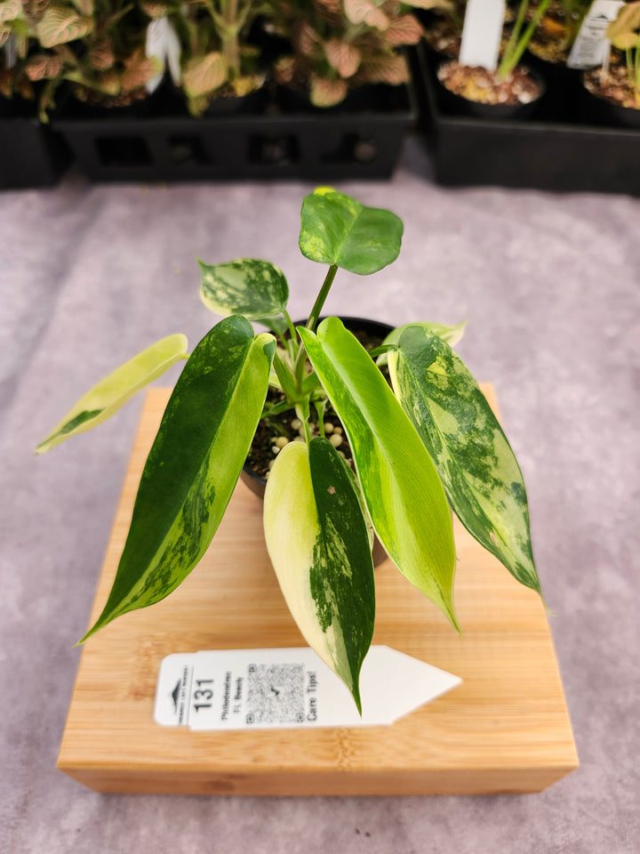 Philodendron Variegated Florida Beauty (3in)-131