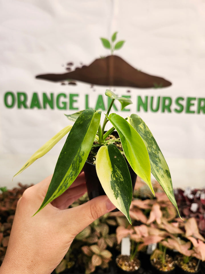 Philodendron Variegated Florida Beauty (3in)-131