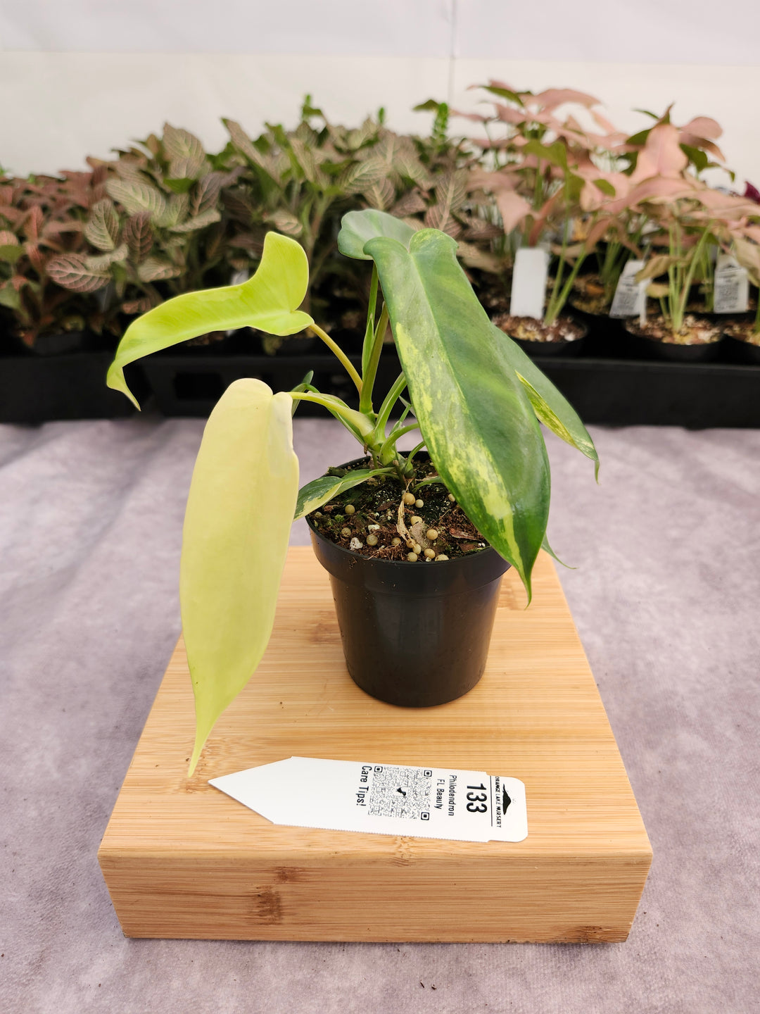 Philodendron Variegated Florida Beauty (3in)-133