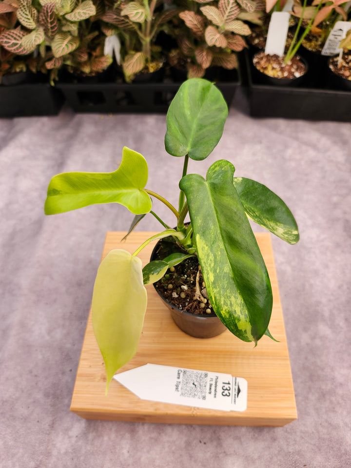 Philodendron Variegated Florida Beauty (3in)-133