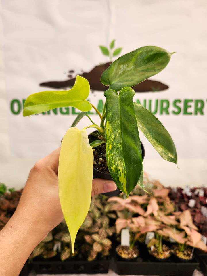Philodendron Variegated Florida Beauty (3in)-133