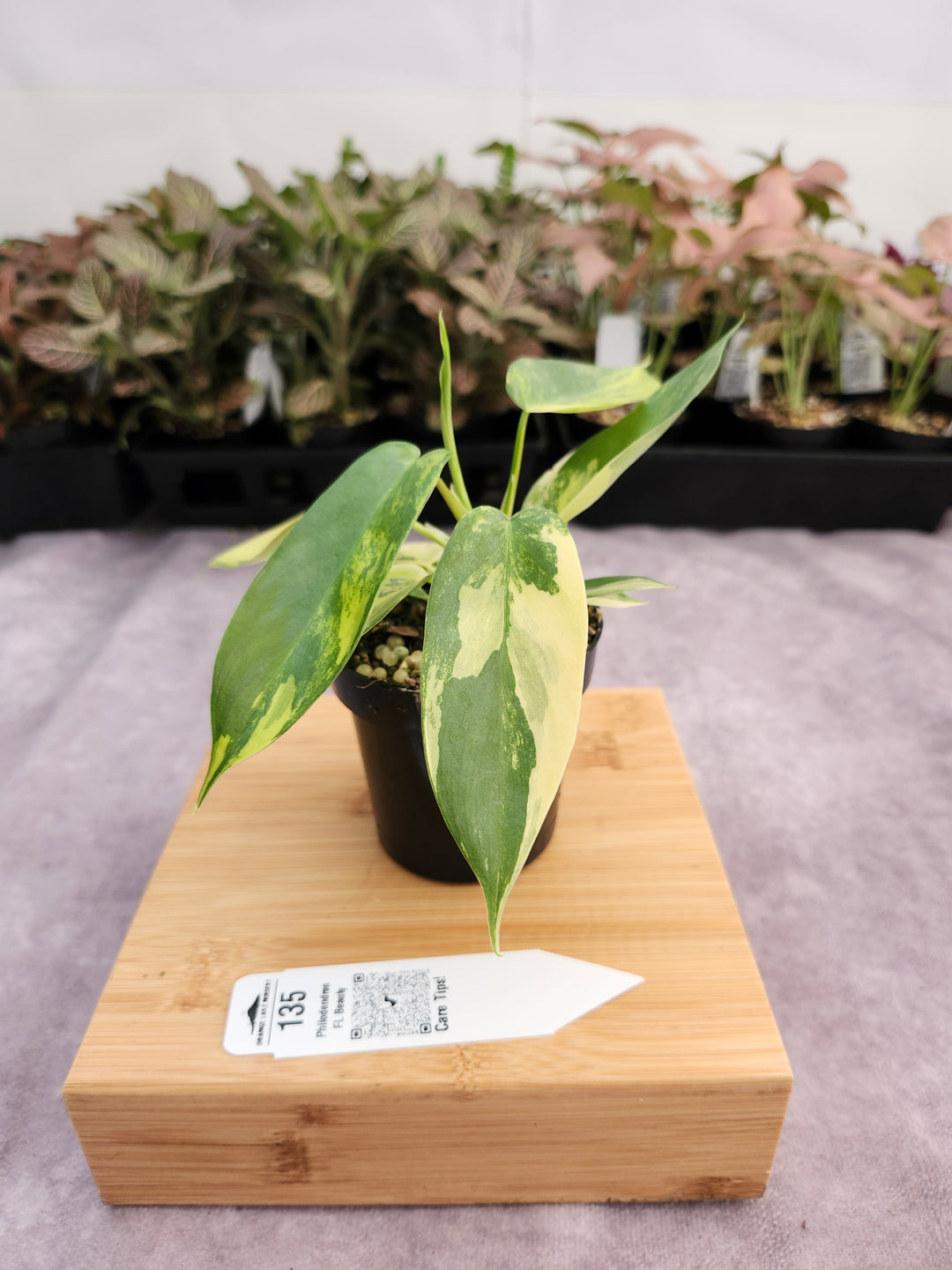Philodendron Variegated Florida Beauty (3in)-135
