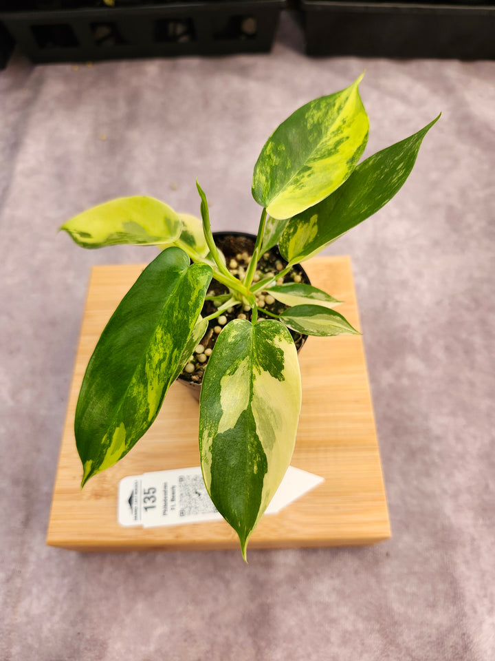 Philodendron Variegated Florida Beauty (3in)-135