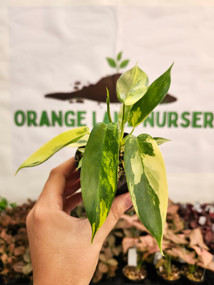 Philodendron Variegated Florida Beauty (3in)-135