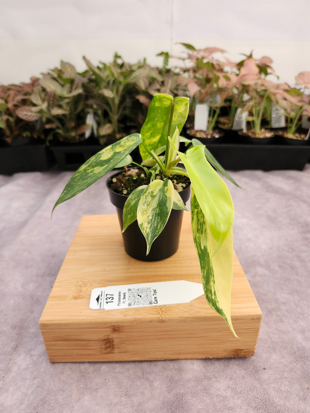 Philodendron Variegated Florida Beauty (3in)-137
