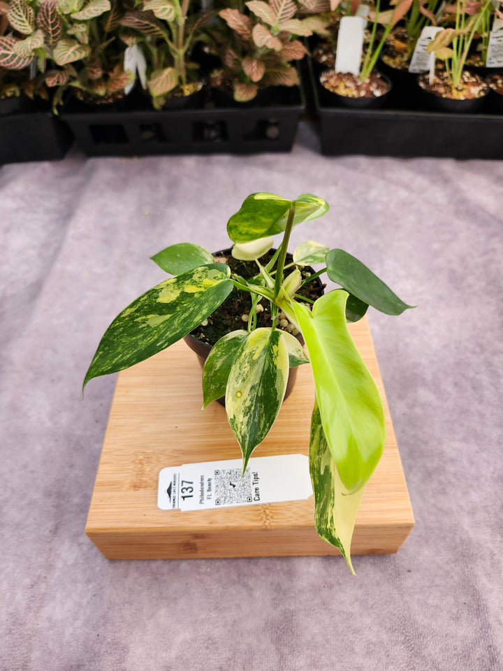 Philodendron Variegated Florida Beauty (3in)-137
