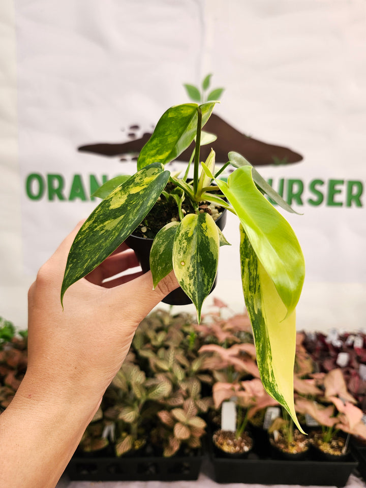 Philodendron Variegated Florida Beauty (3in)-137