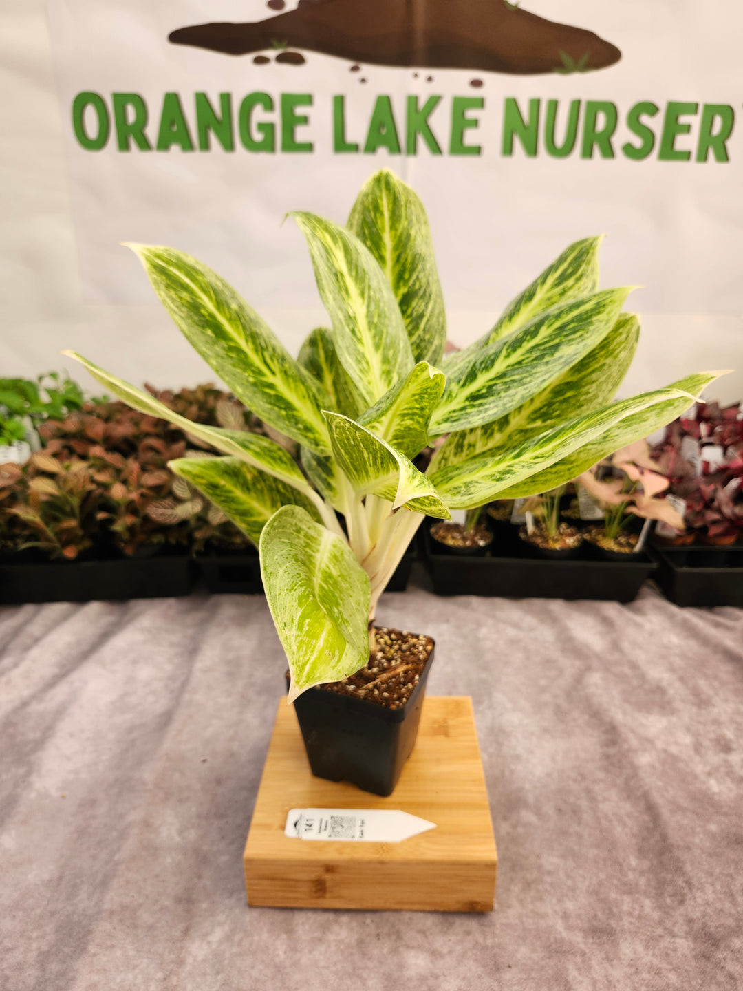Aglaonema Golden Madana (4in) -141