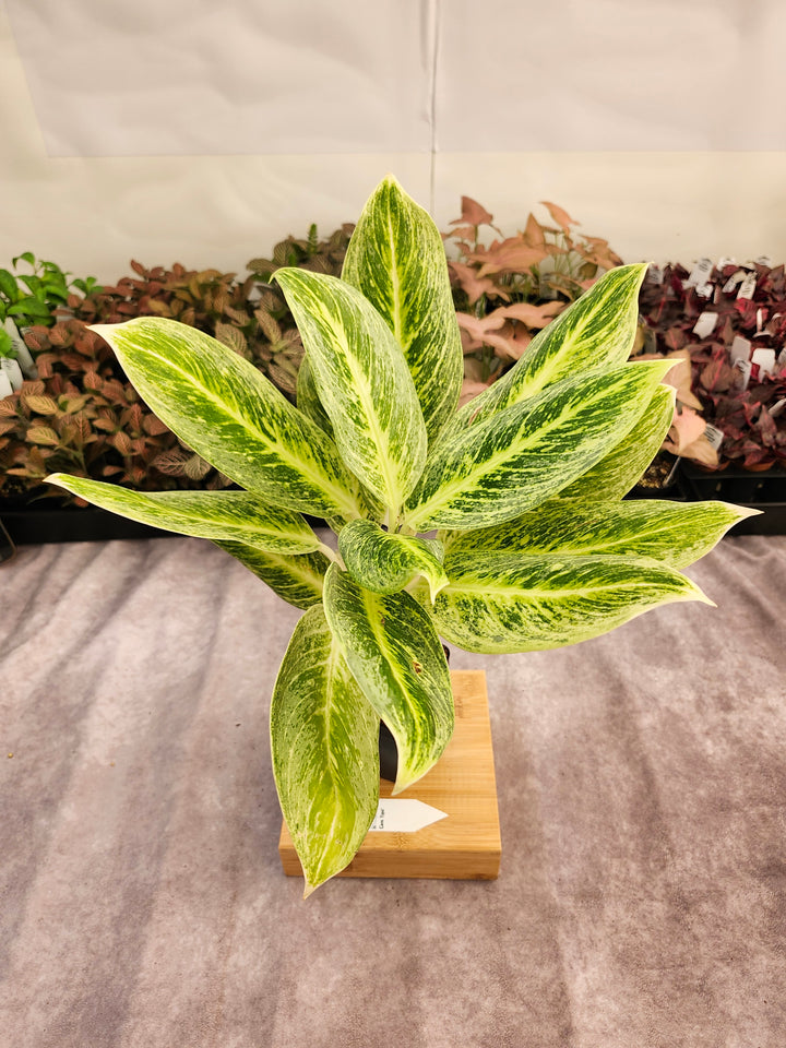 Aglaonema Golden Madana (4in) -141