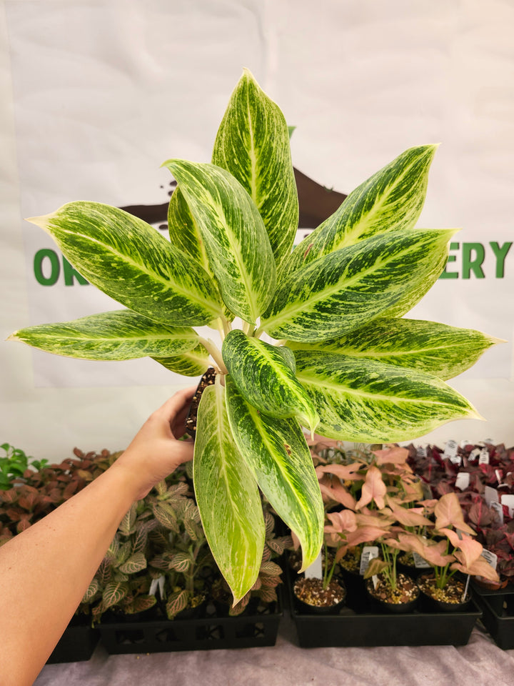Aglaonema Golden Madana (4in) -141