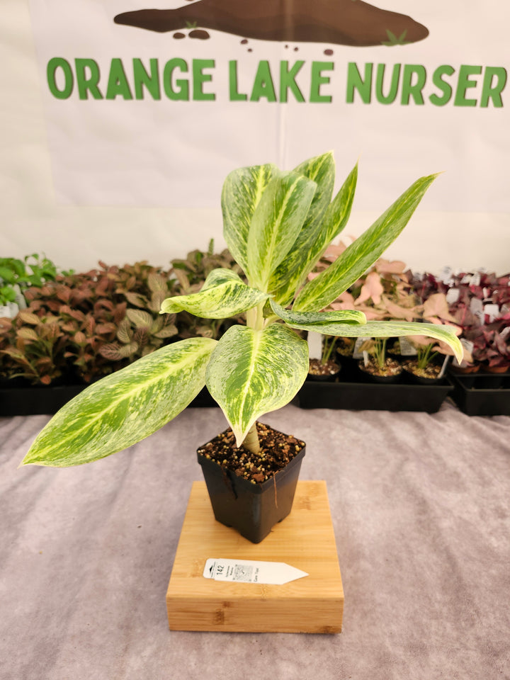 Aglaonema Golden Madana (4in) -142