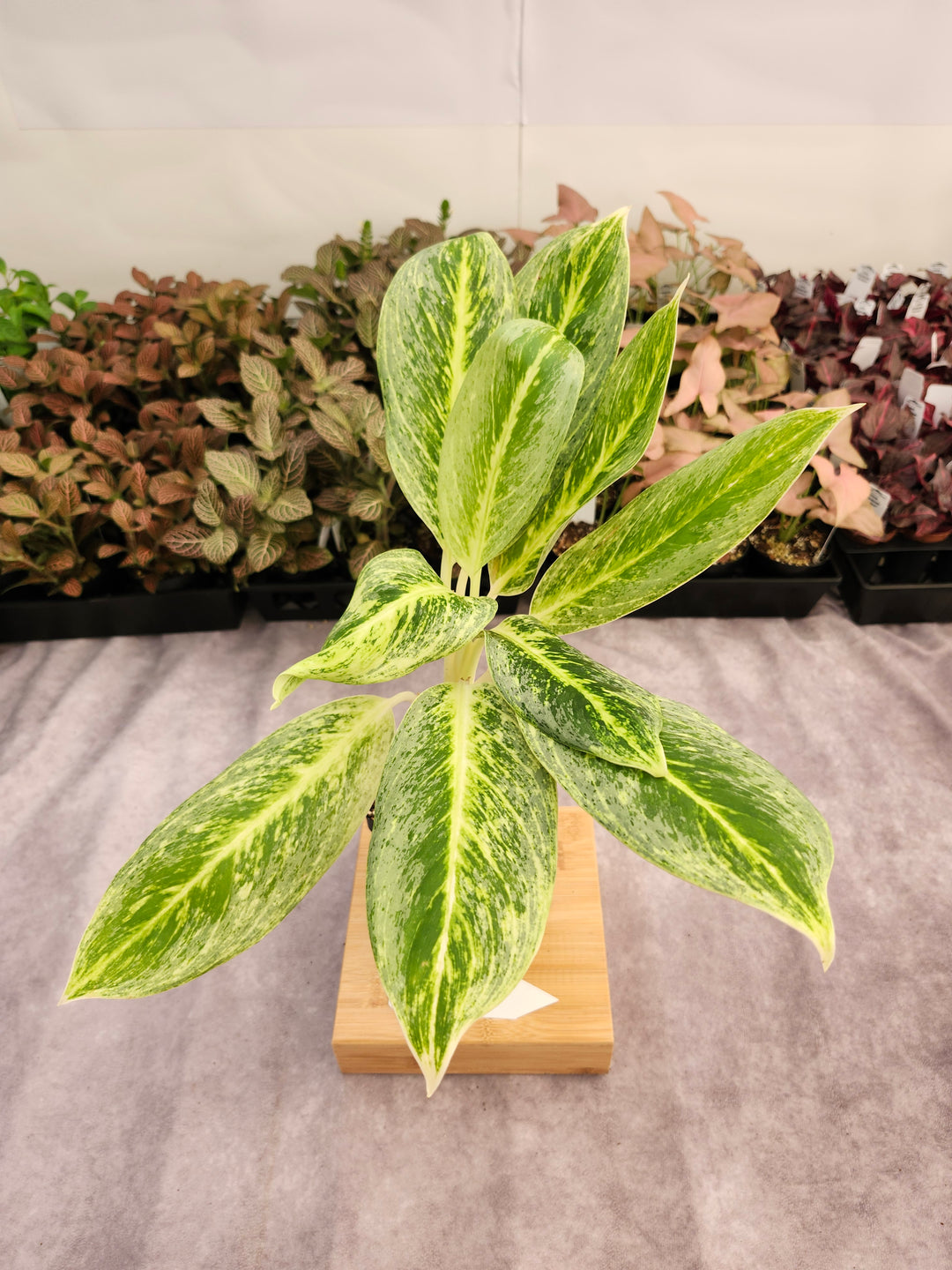 Aglaonema Golden Madana (4in) -142