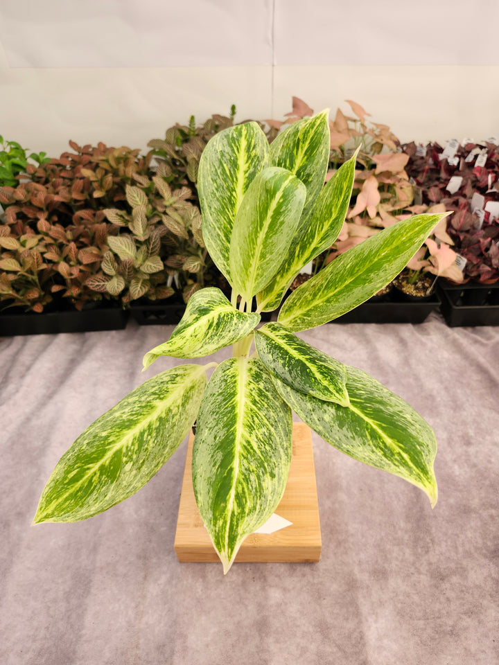 Aglaonema Golden Madana (4in) -142