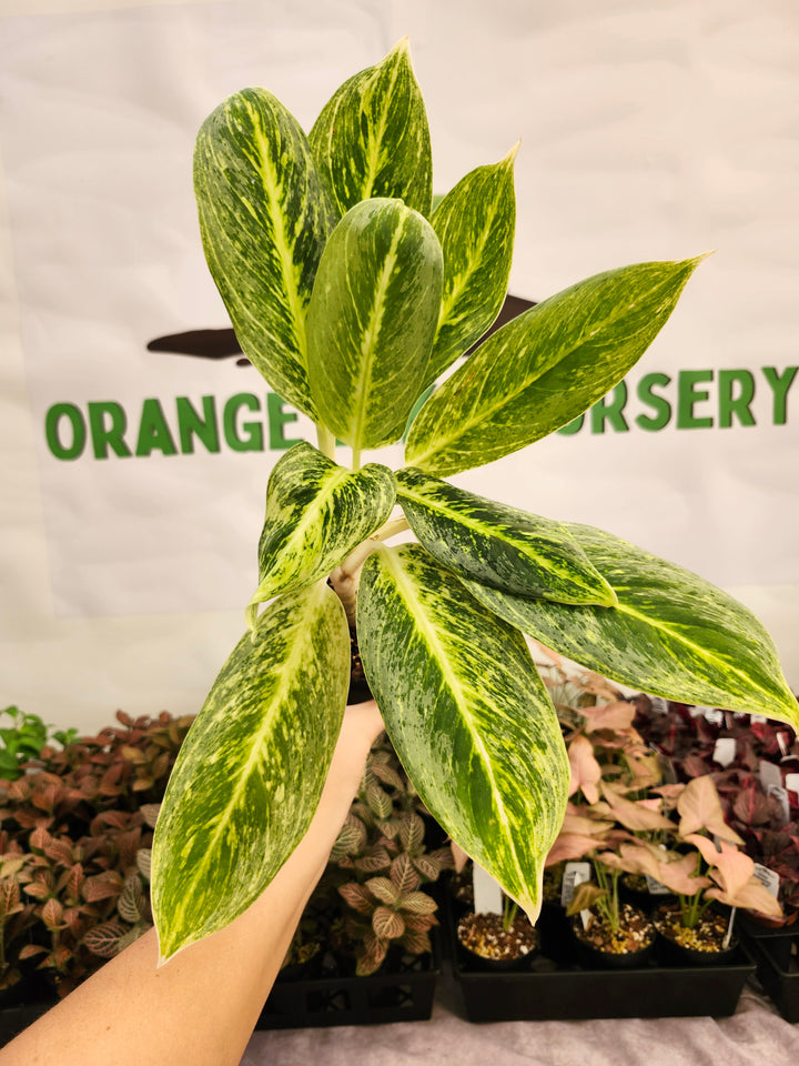 Aglaonema Golden Madana (4in) -142