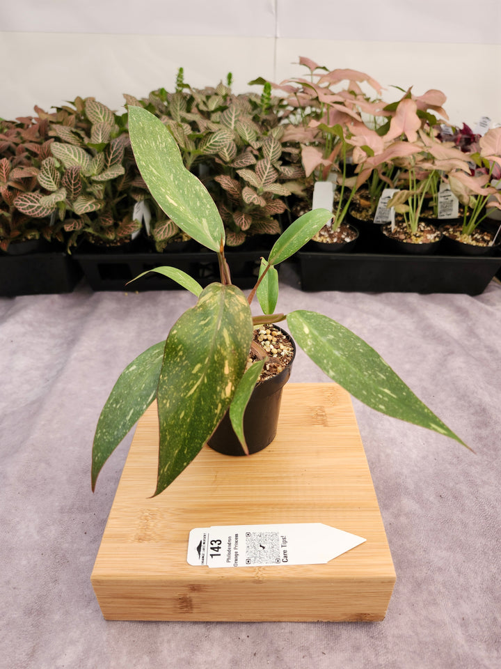 Philodendron Variegated Orange Princess (3in)-143