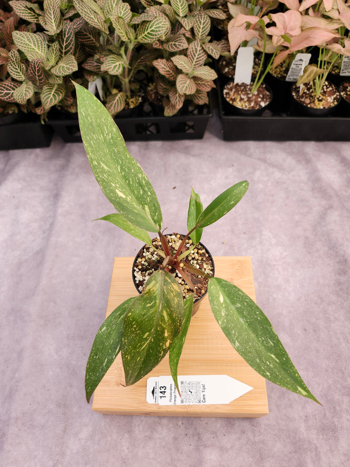 Philodendron Variegated Orange Princess (3in)-143