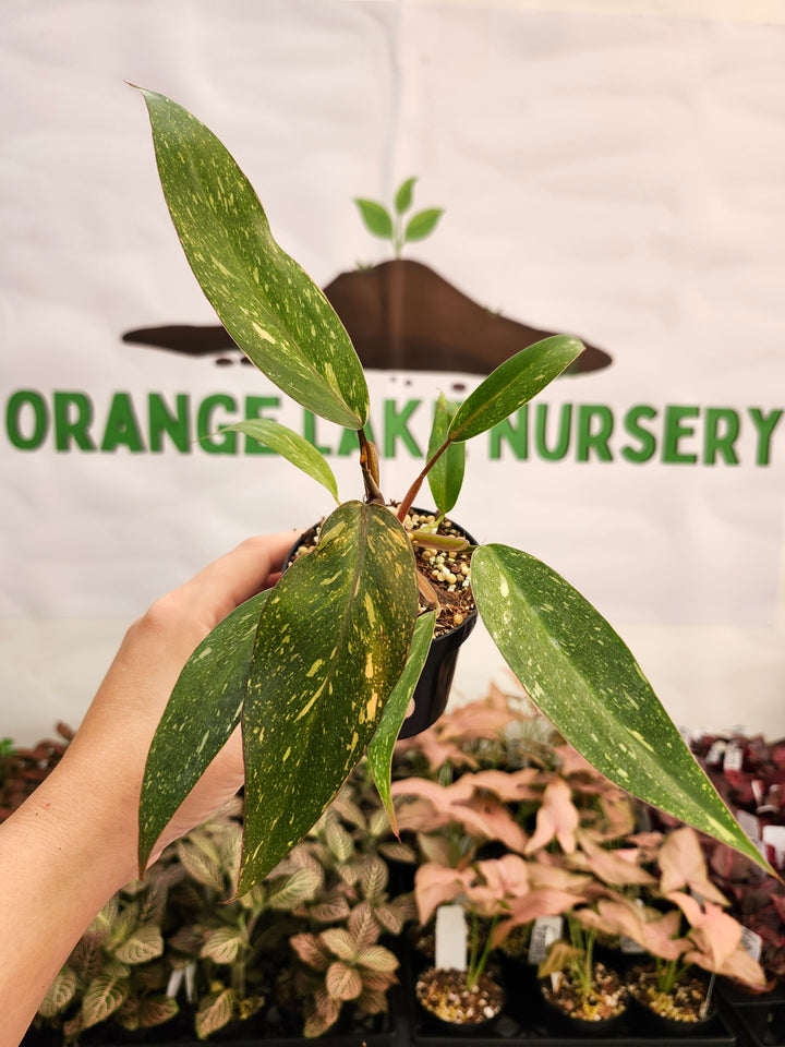 Philodendron Variegated Orange Princess (3in)-143