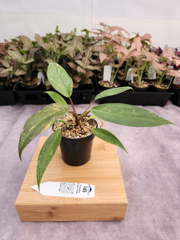 Philodendron Variegated Orange Princess (3in)-145