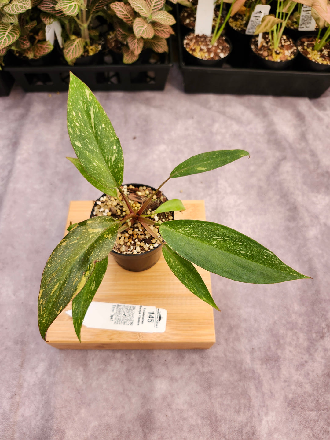 Philodendron Variegated Orange Princess (3in)-145