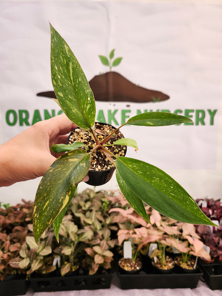Philodendron Variegated Orange Princess (3in)-145