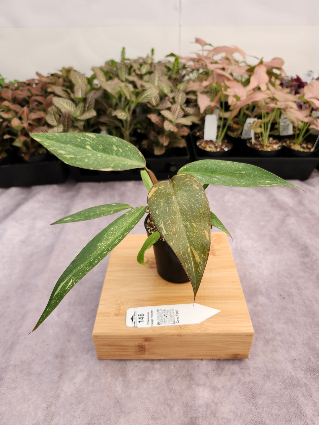 Philodendron Variegated Orange Princess (3in)-146