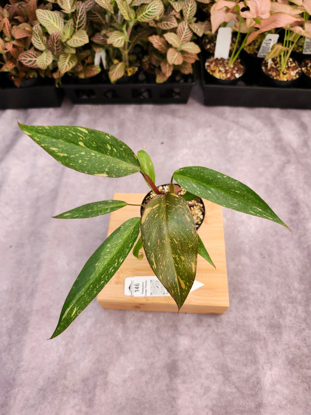 Philodendron Variegated Orange Princess (3in)-146