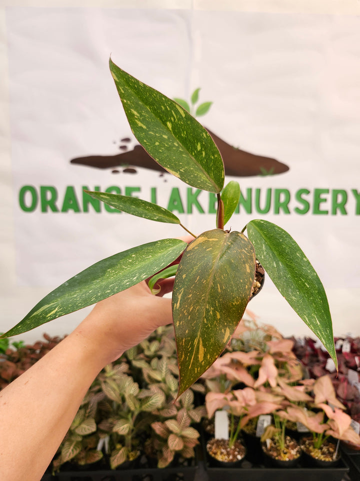 Philodendron Variegated Orange Princess (3in)-146