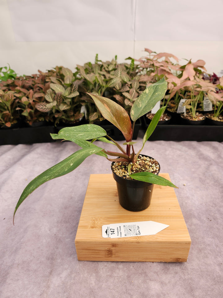 Philodendron Variegated Orange Princess (3in)-147