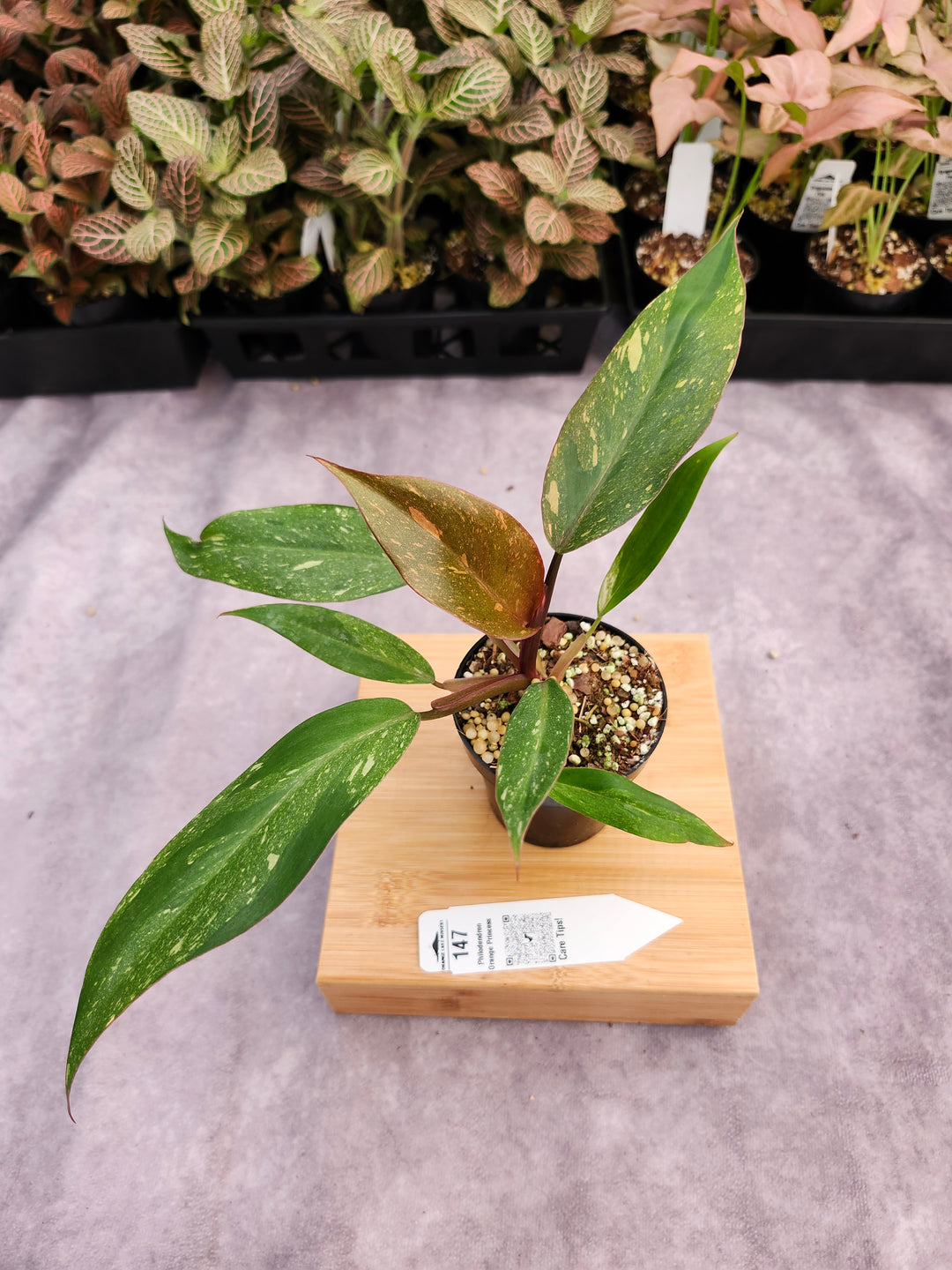Philodendron Variegated Orange Princess (3in)-147