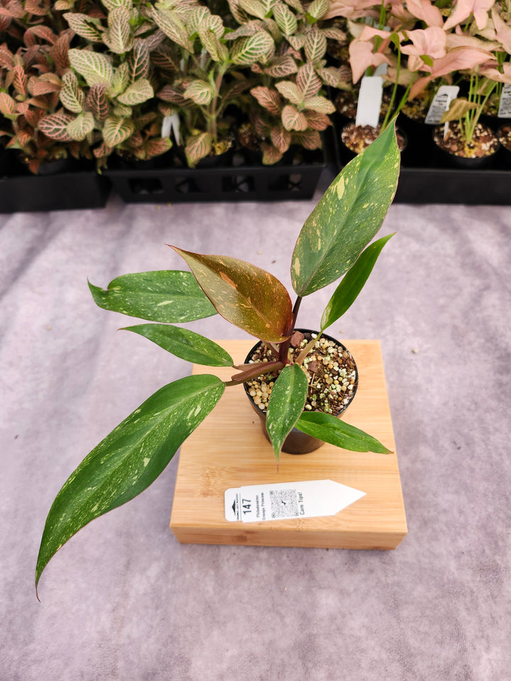 Philodendron Variegated Orange Princess (3in)-147