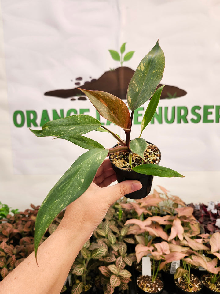 Philodendron Variegated Orange Princess (3in)-147