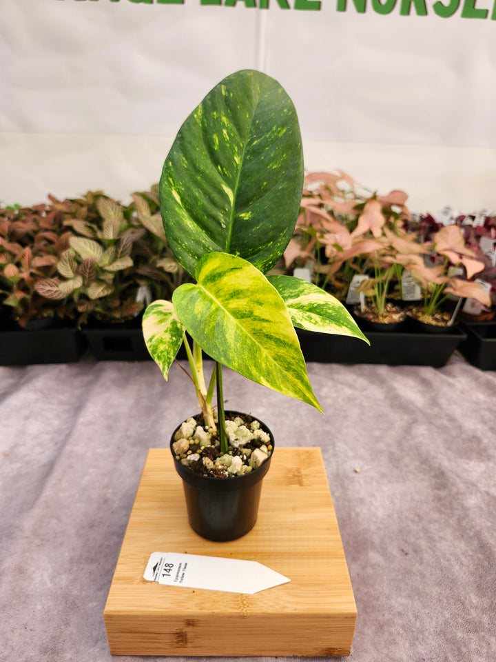 Epipremnum Pinnatum Yellow Flame (3in)-148