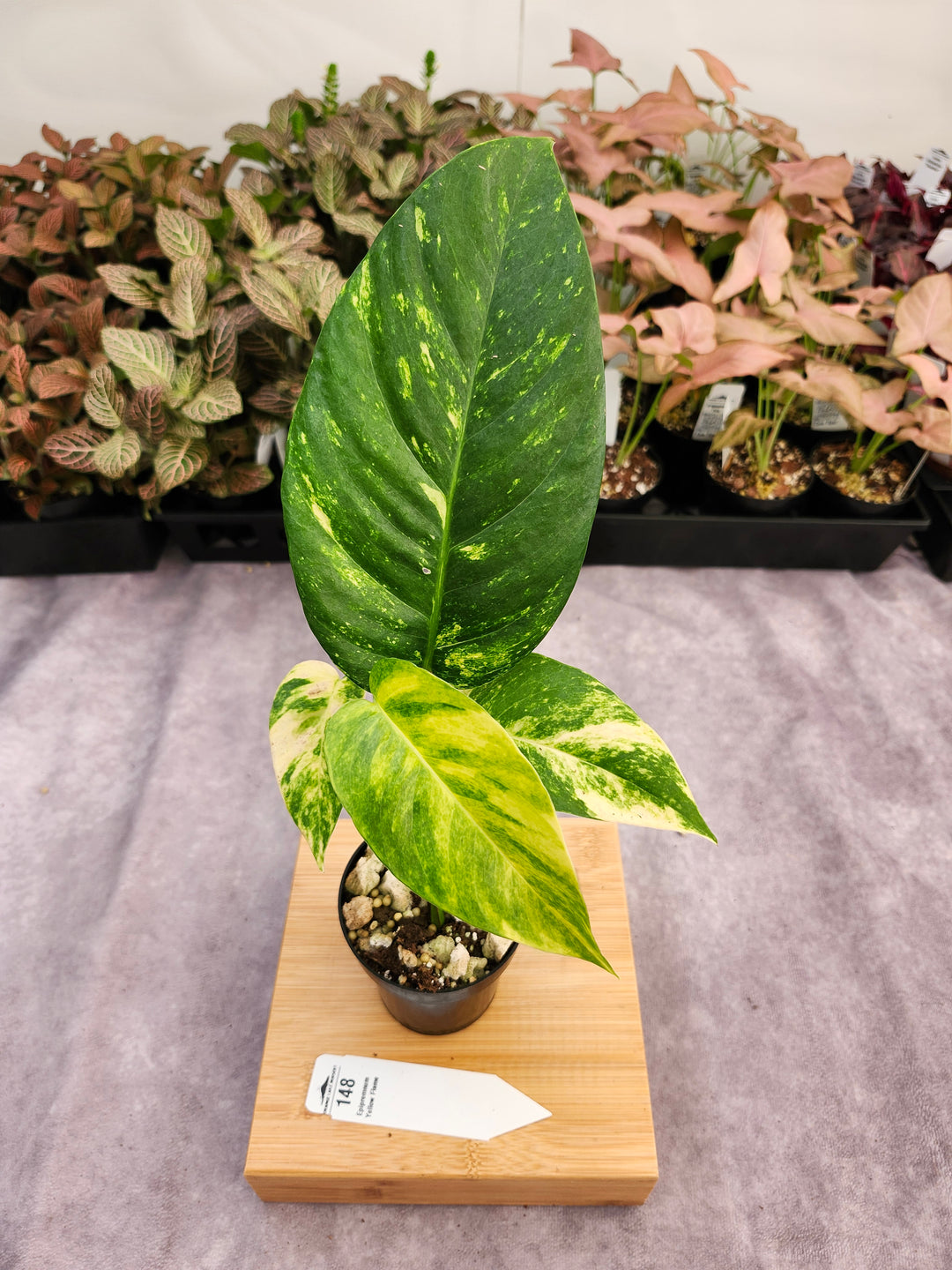 Epipremnum Pinnatum Yellow Flame (3in)-148