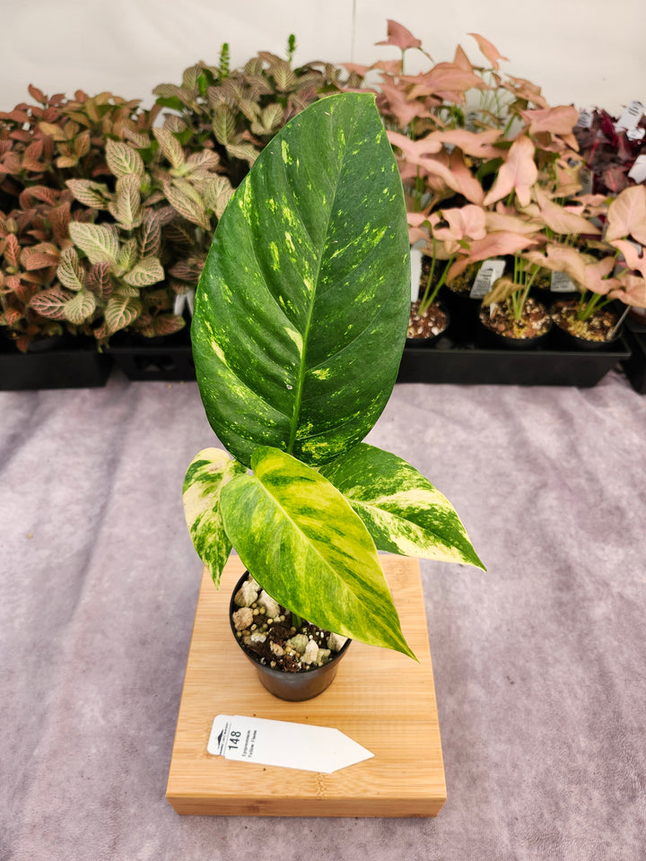 Epipremnum Pinnatum Yellow Flame (3in)-148