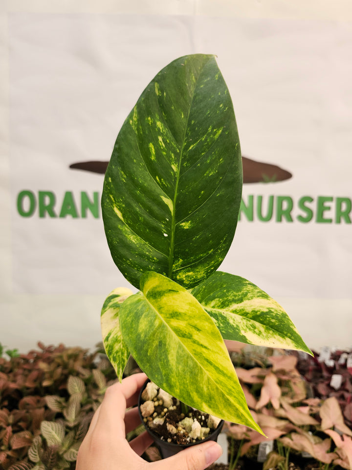 Epipremnum Pinnatum Yellow Flame (3in)-148
