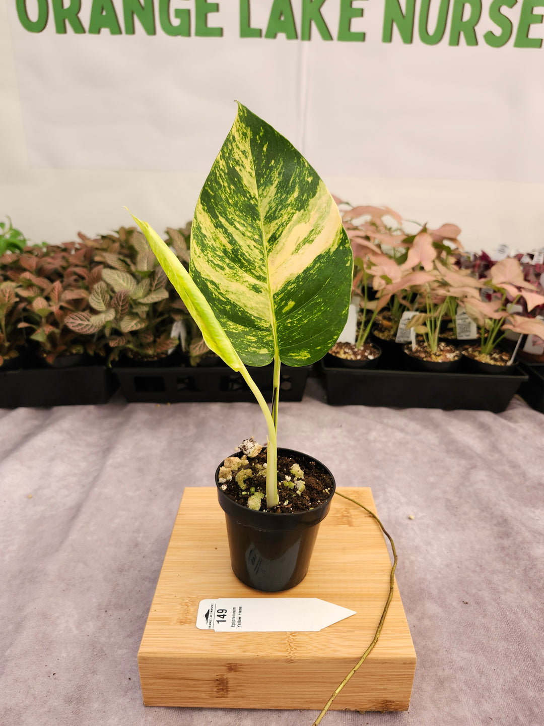 Epipremnum Pinnatum Yellow Flame (3in)-149