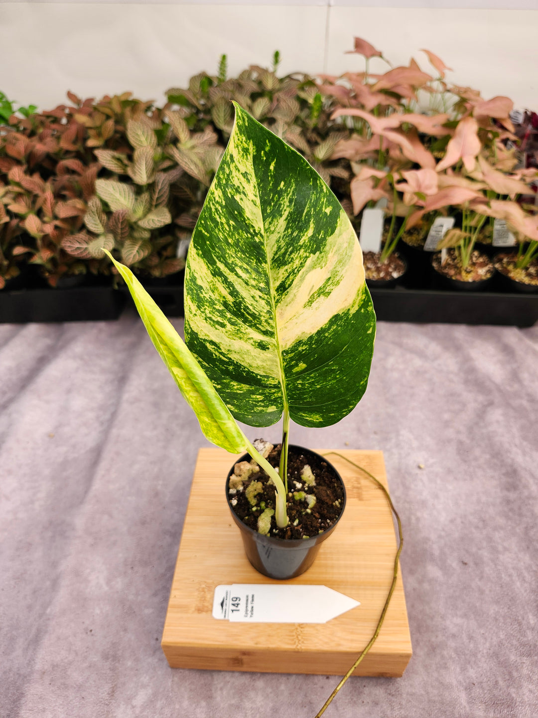 Epipremnum Pinnatum Yellow Flame (3in)-149
