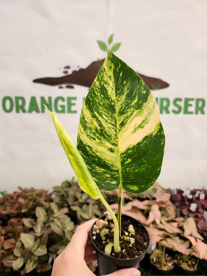Epipremnum Pinnatum Yellow Flame (3in)-149