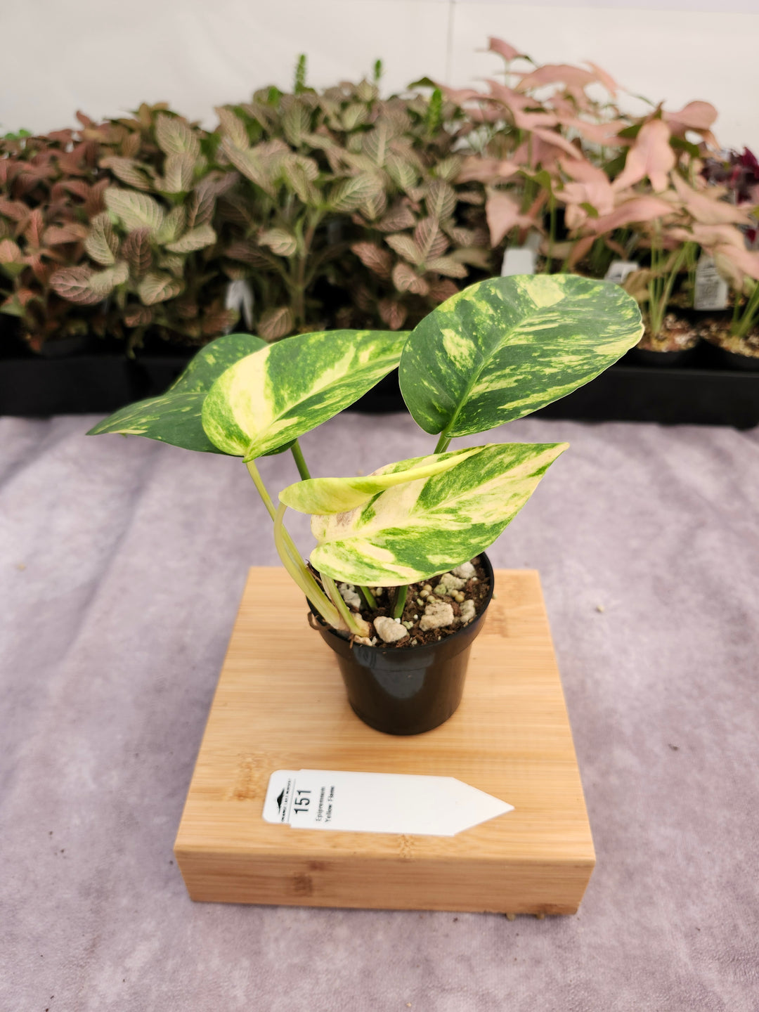 Epipremnum Pinnatum Yellow Flame (3in)-151