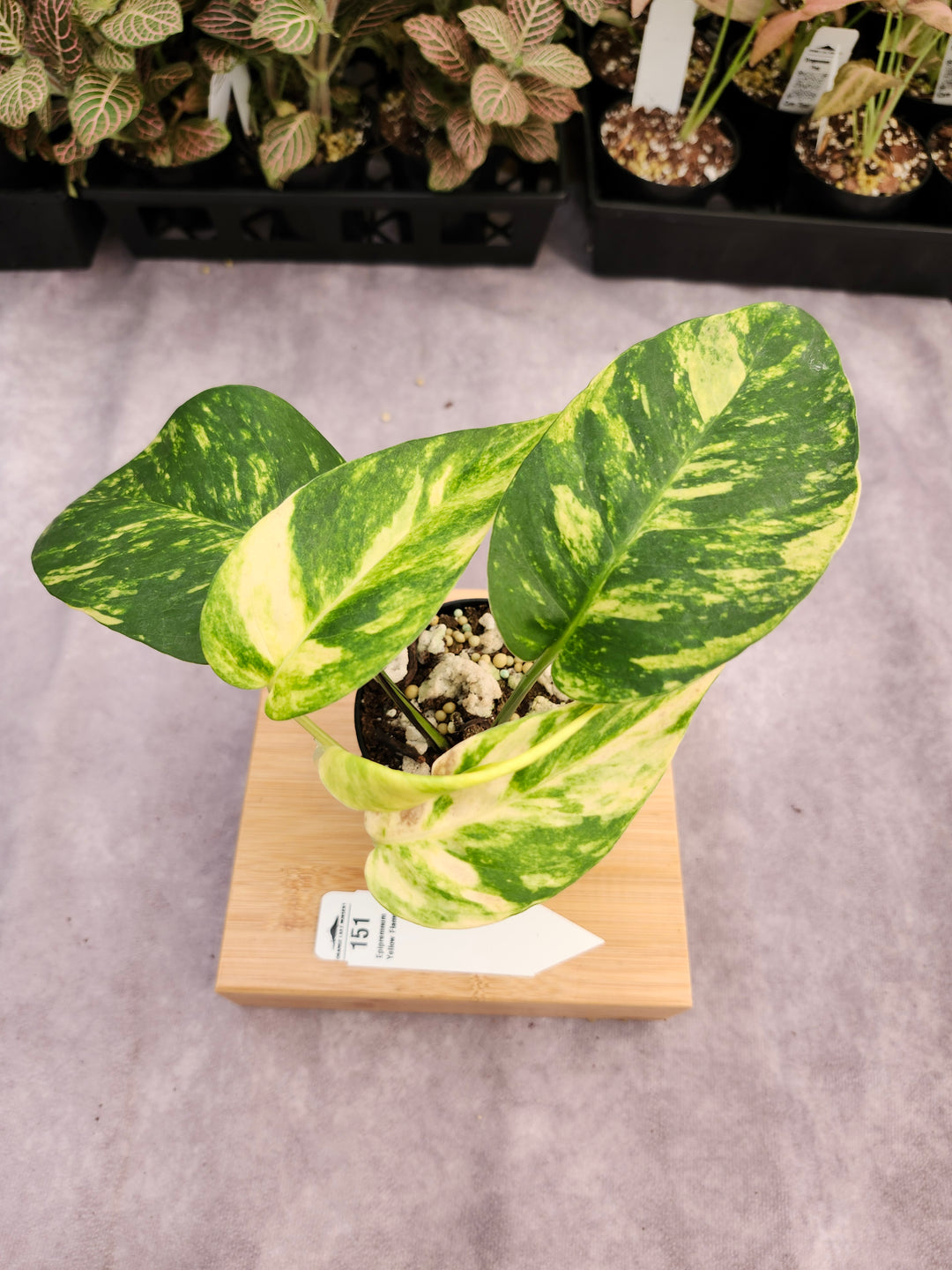 Epipremnum Pinnatum Yellow Flame (3in)-151
