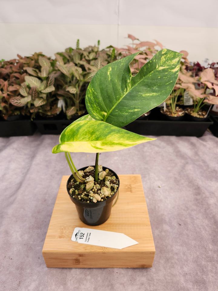 Epipremnum Pinnatum Yellow Flame (3in)-152