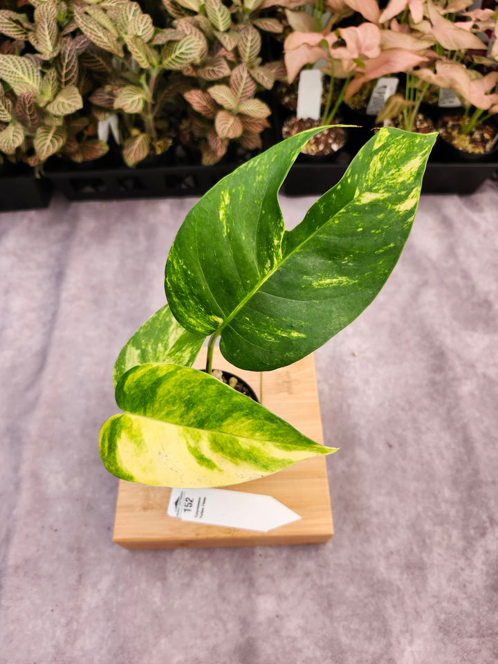 Epipremnum Pinnatum Yellow Flame (3in)-152