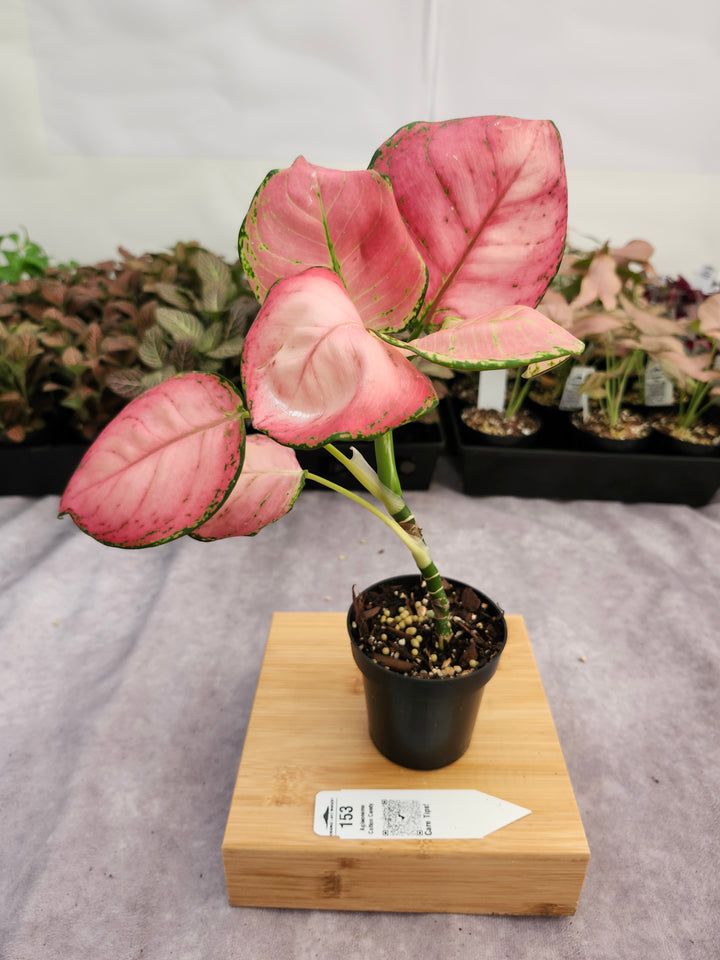 Aglaonema Cotton Candy (3in) -153