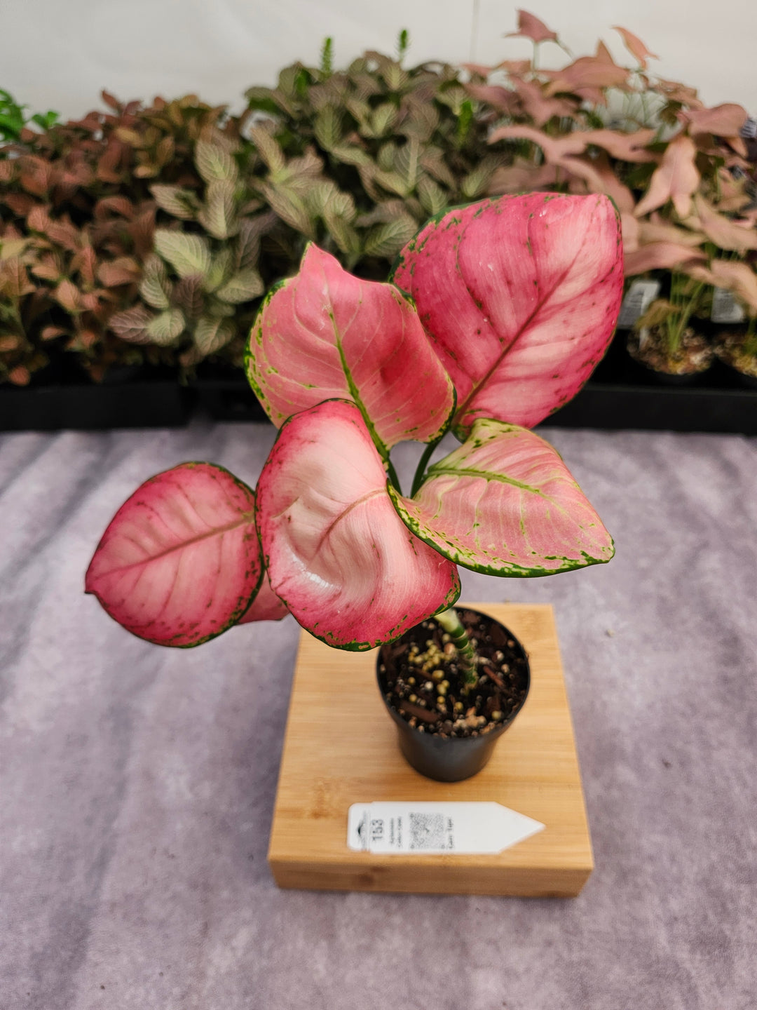 Aglaonema Cotton Candy (3in) -153