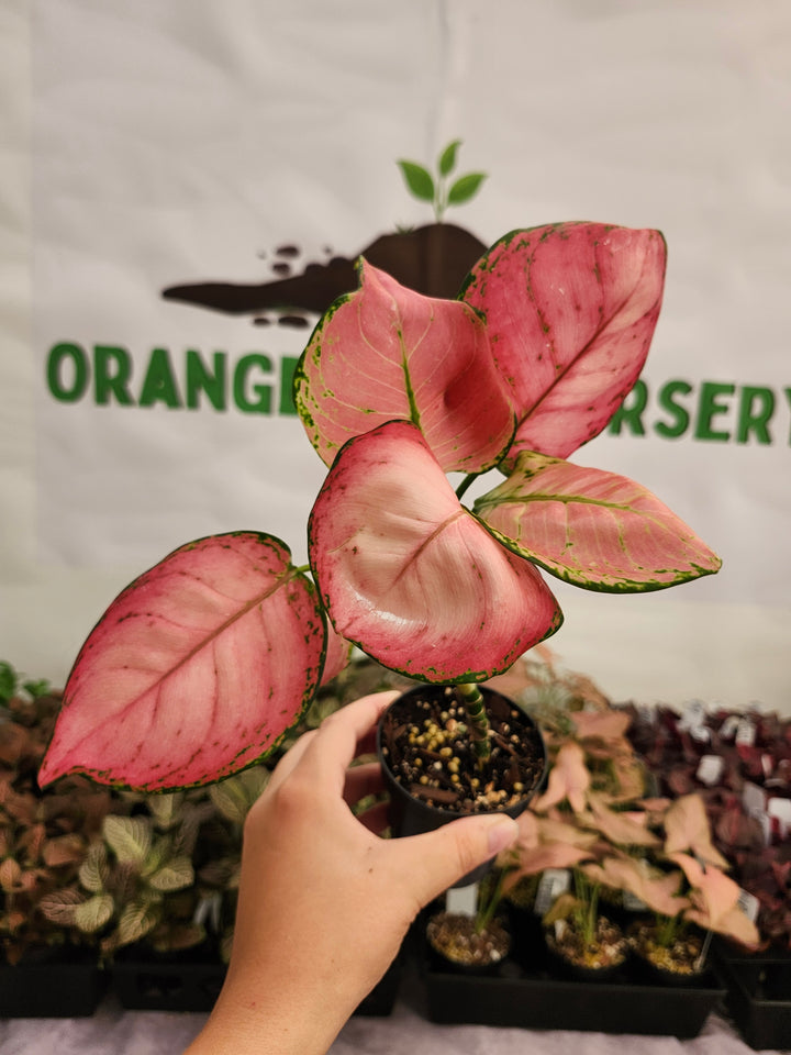 Aglaonema Cotton Candy (3in) -153