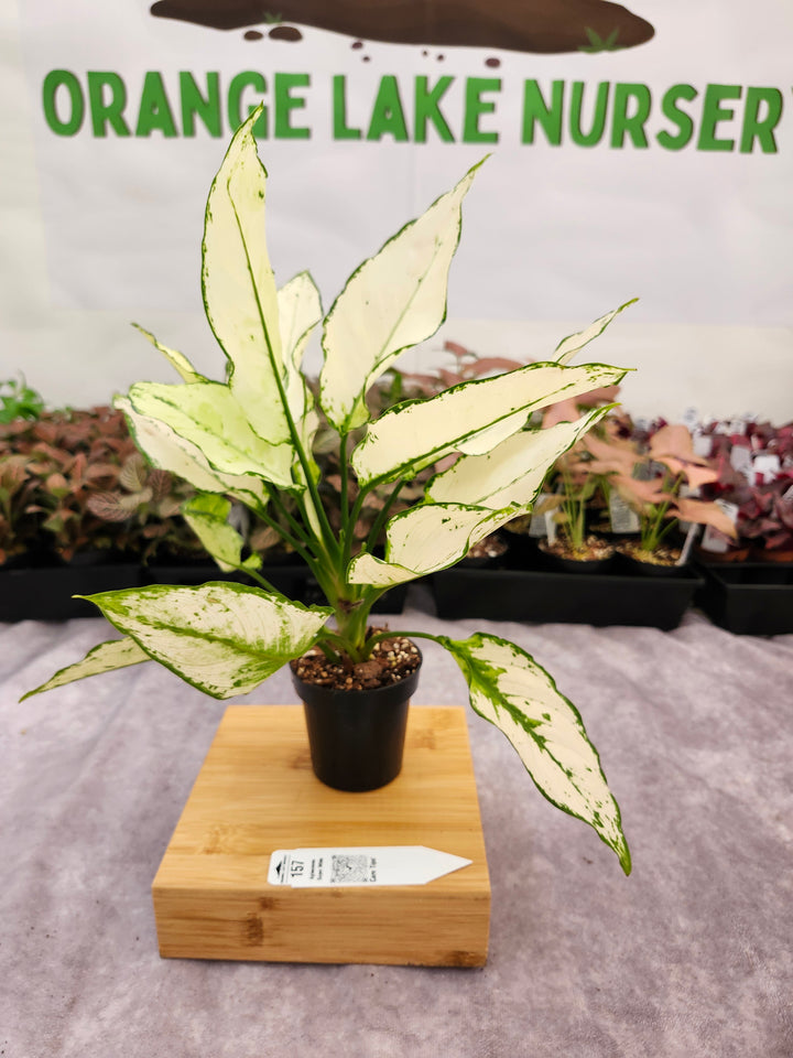 Aglaonema Super White - (3in) -157