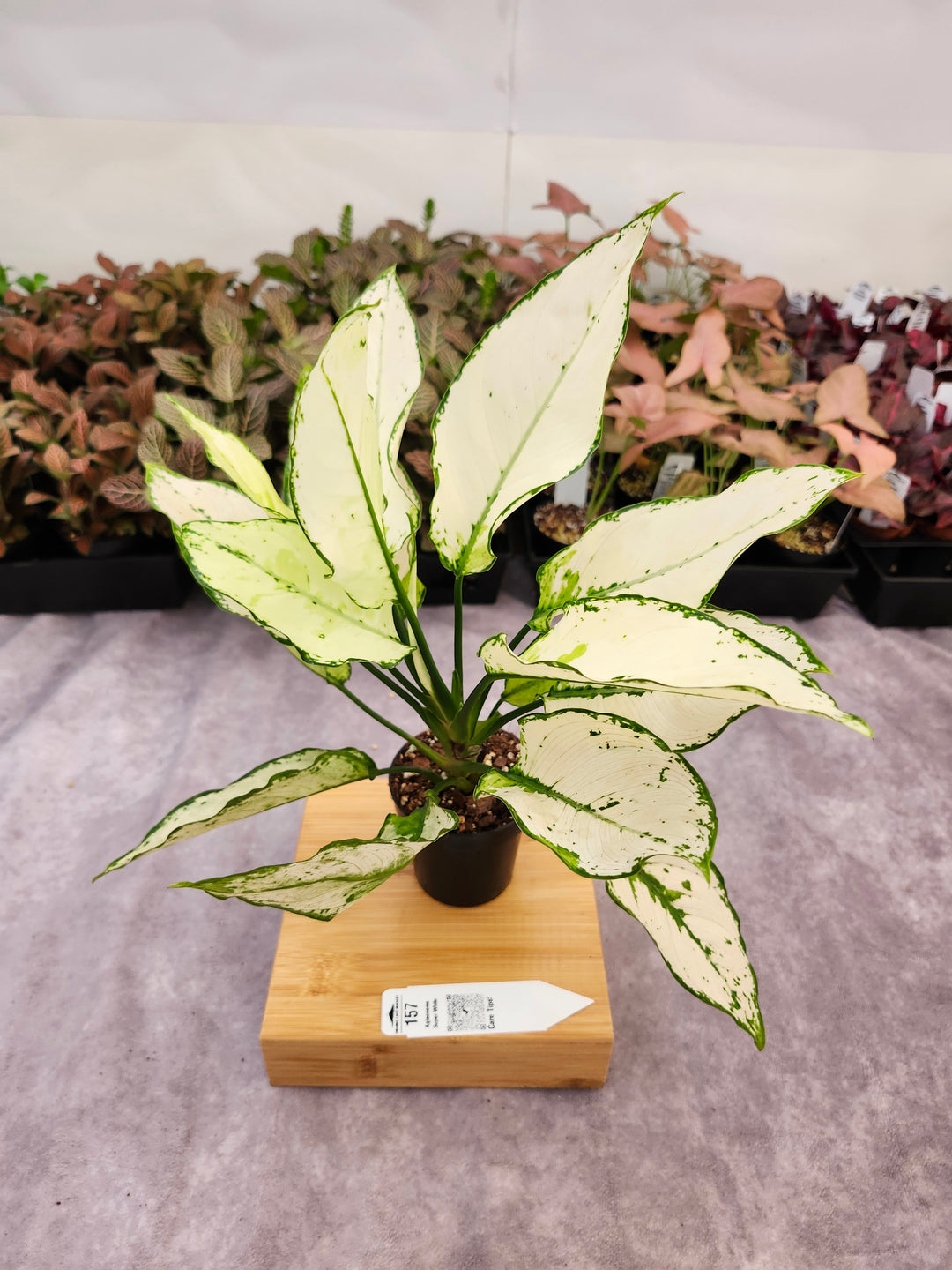 Aglaonema Super White - (3in) -157