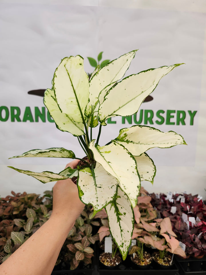 Aglaonema Super White - (3in) -157
