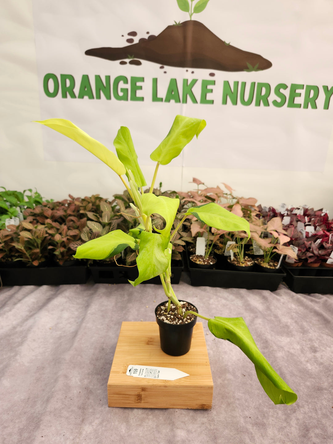 Philodendron Thai Sunrise (3in)-159