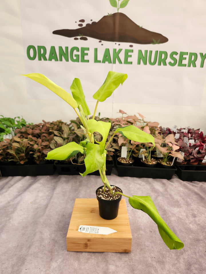 Philodendron Thai Sunrise (3in)-159